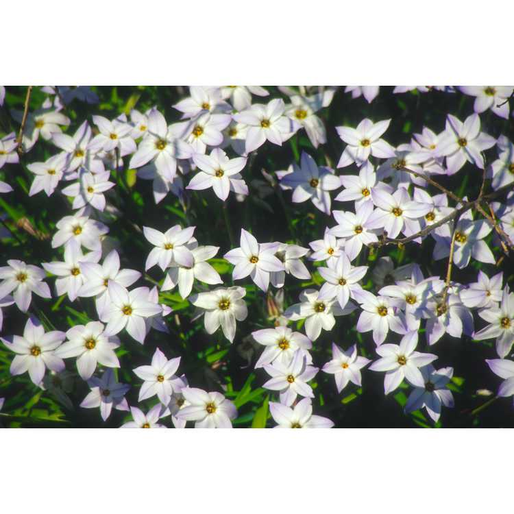 Ipheion uniflorum - spring star flower