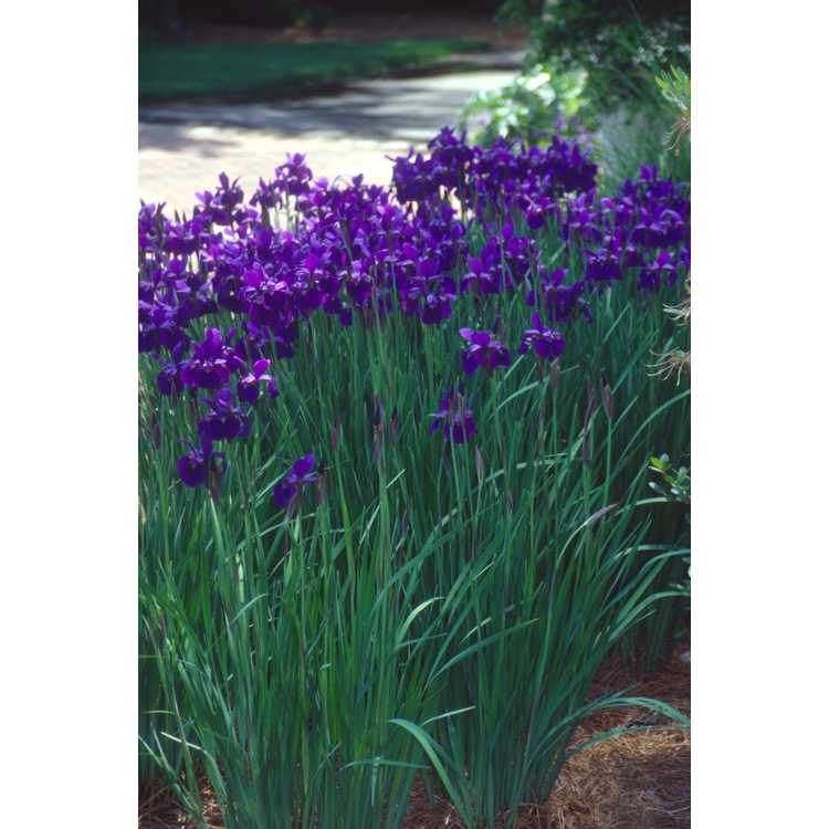 Iris sibirica 'Caesar's Brother' - Siberian iris