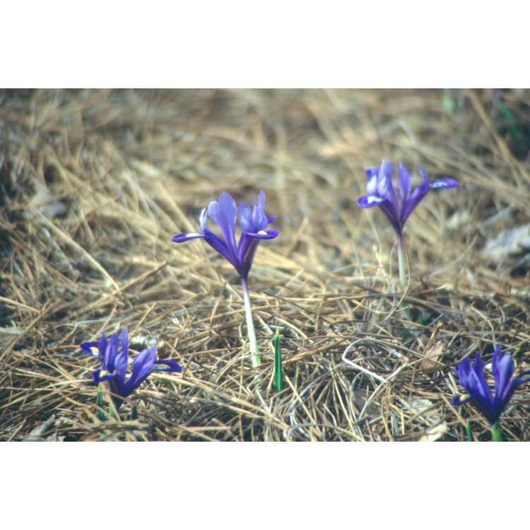 Iris [Reticulata Group] 'Cantab' - netted iris