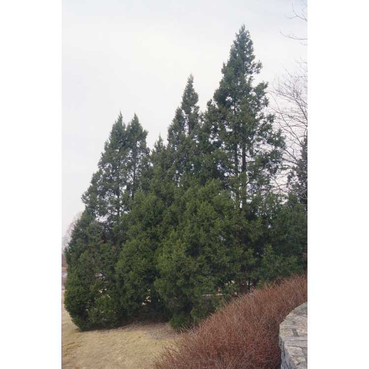 <em>Juniperus chinensis</em> 'Keteleeri'