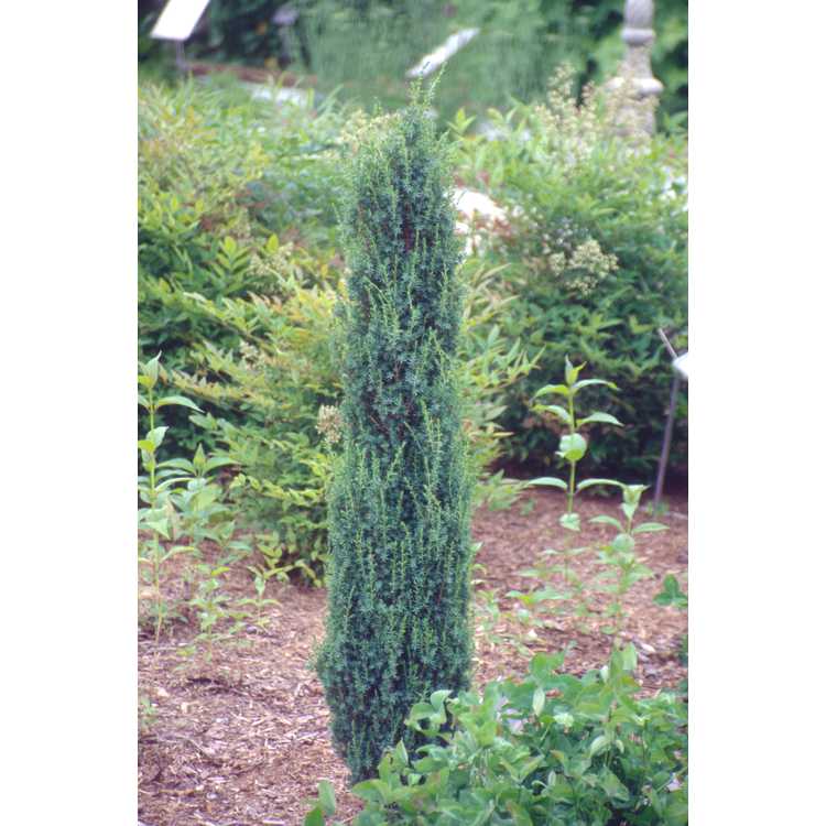 <em>Juniperus communis</em> 'Pencil Point'