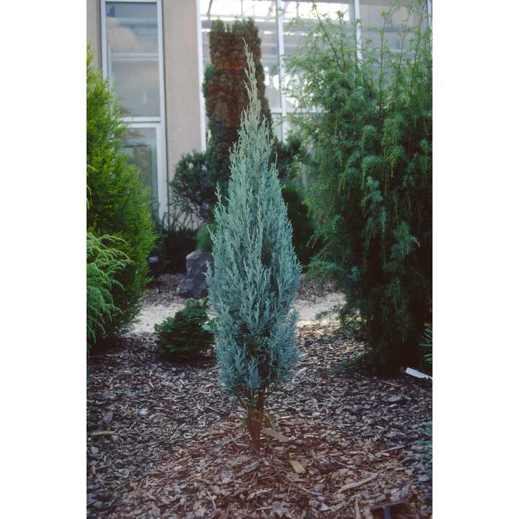 <em>Juniperus scopulorum</em> 'Blue Haven'