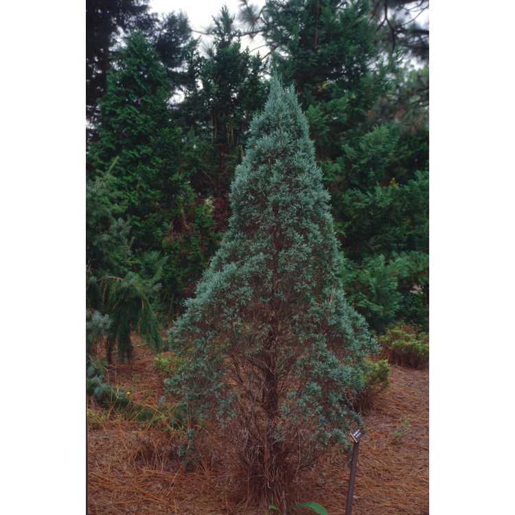 <em>Juniperus scopulorum</em> 'Grey Gleam'