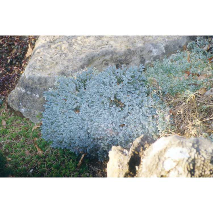 <em>Juniperus squamata</em> 'Blue Star'