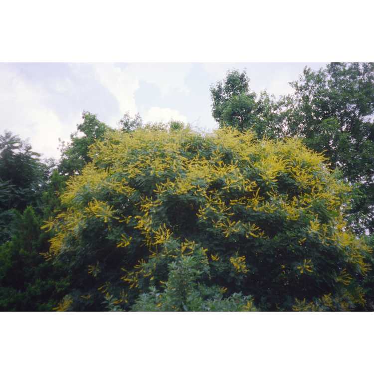 <em>Koelreuteria paniculata</em>