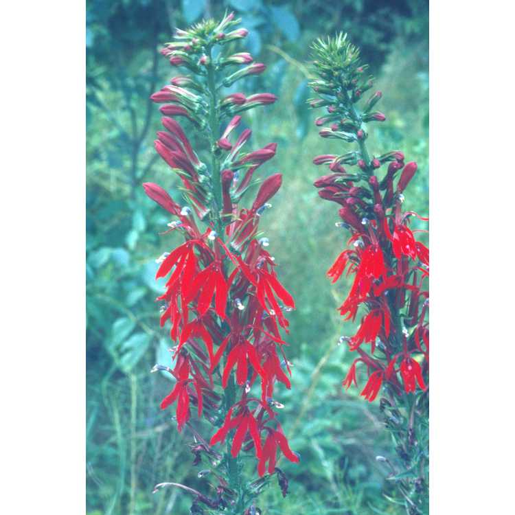 Lobelia cardinalis - cardinal flower