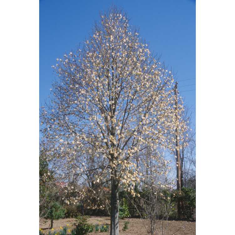 <em>Magnolia kobus</em> var.<em> borealis</em>