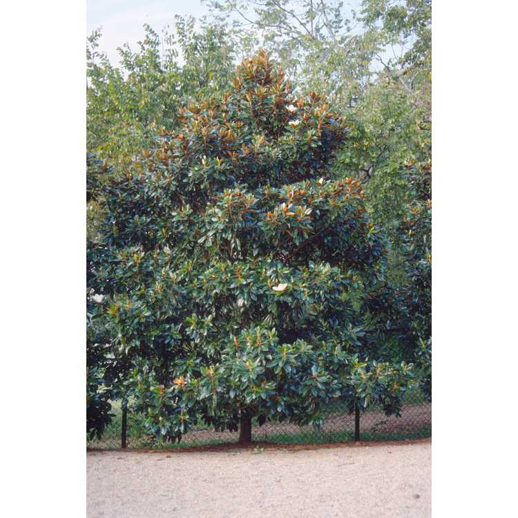 Magnolia grandiflora 'Little Gem' - Southern magnolia