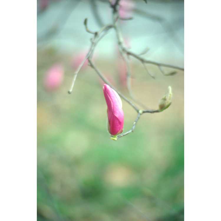 hybrid magnolia