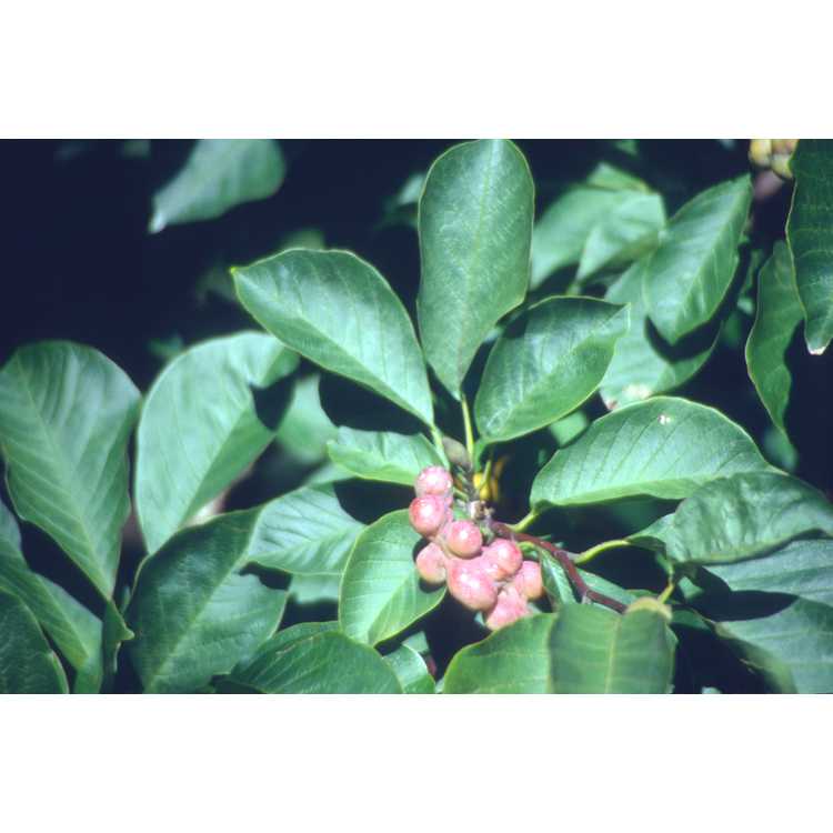<em>Magnolia kobus</em>