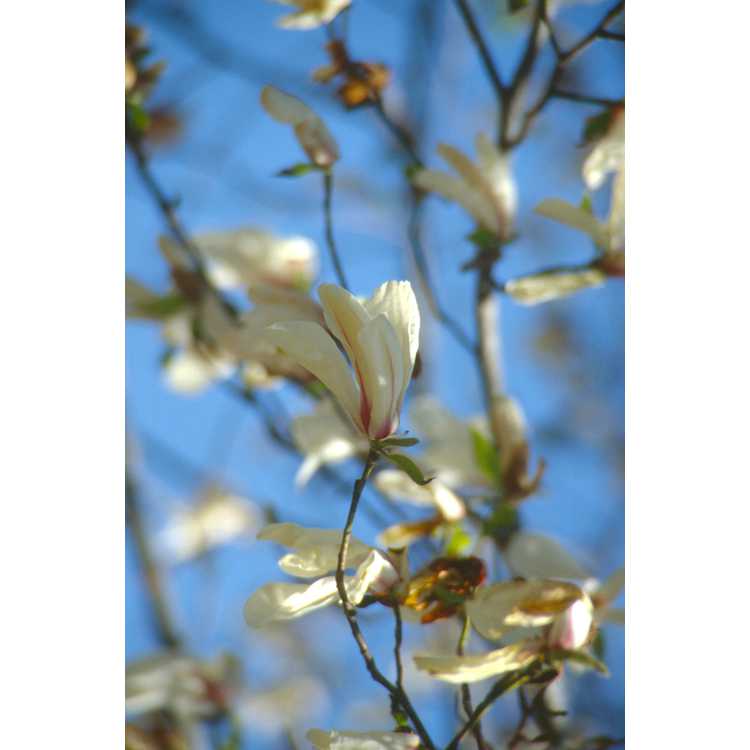 kobus magnolia