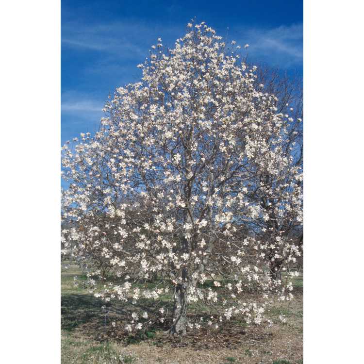 Magnolia ×loebneri 'Leonard Messel'