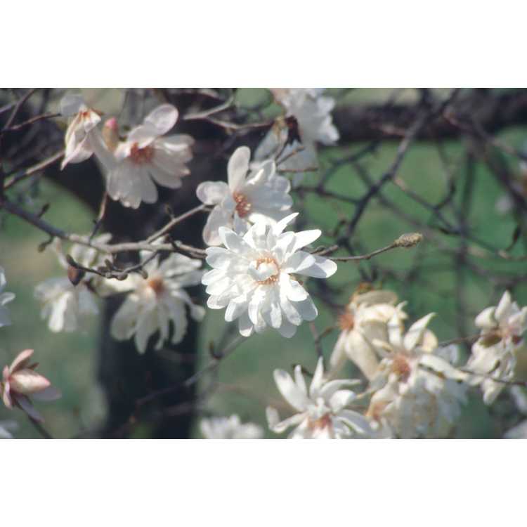 <em>Magnolia</em> ×<em>loebneri</em> 'Spring Snow'