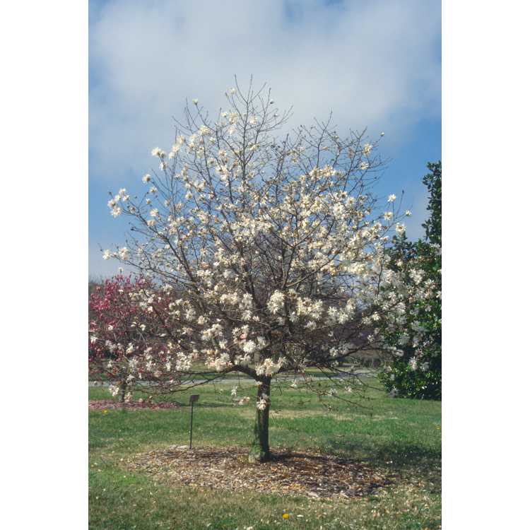 <em>Magnolia</em> ×<em>loebneri</em> 'Spring Snow'
