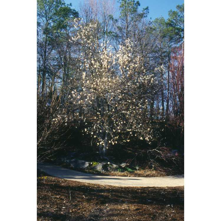 Magnolia stellata - star magnolia