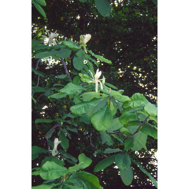 <em>Magnolia tripetala</em>