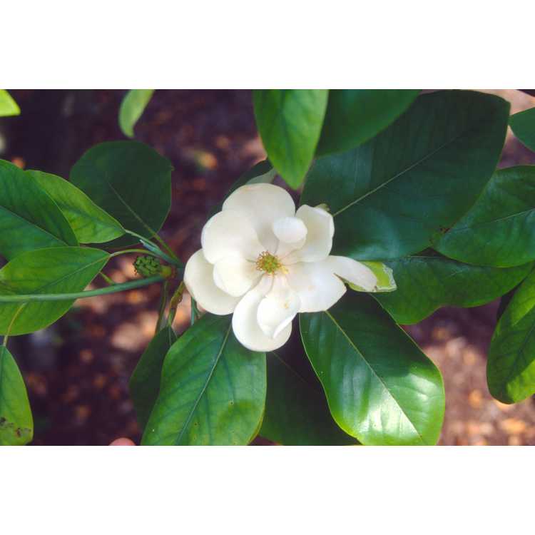 <em>Magnolia virginiana</em>