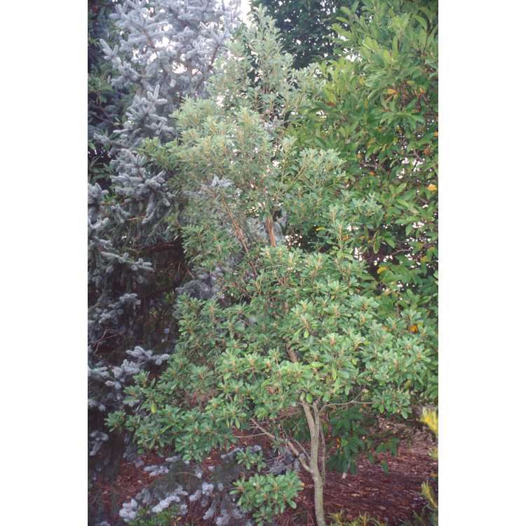 Magnolia virginiana var. australis 'Coosa'