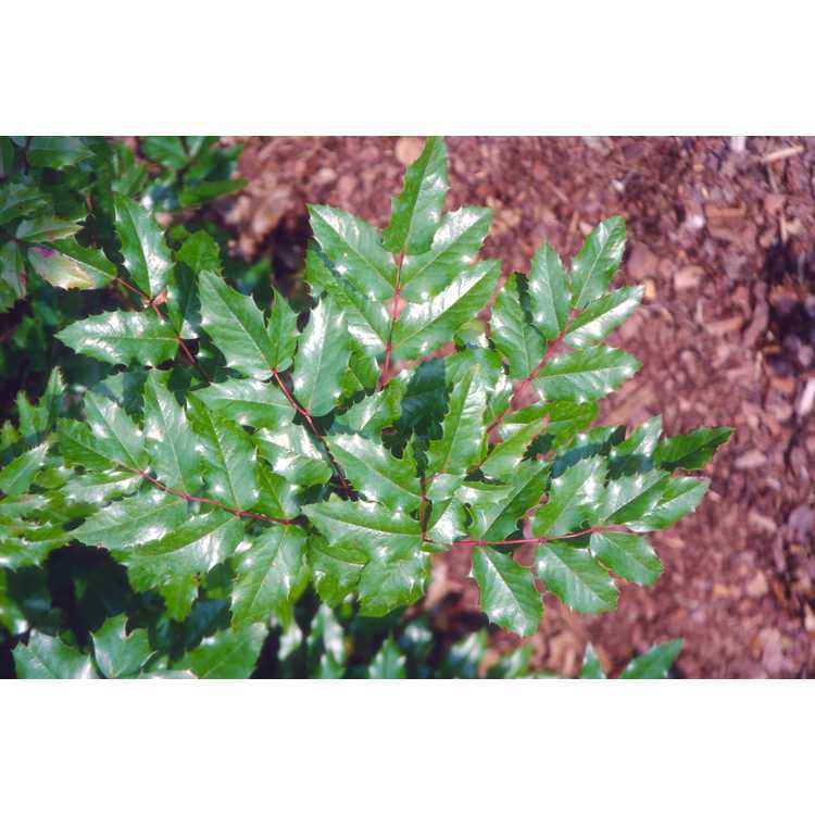 <em>Mahonia aquifolium</em>