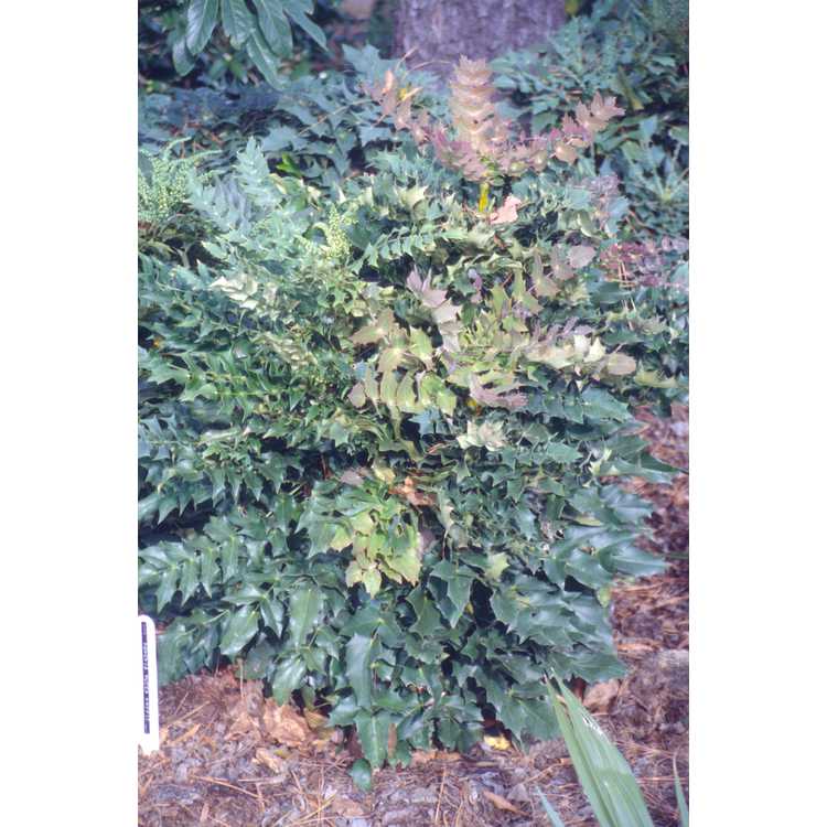 Mahonia (Yucca Do hybrids) - grapeholly