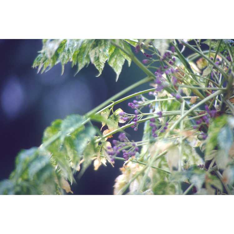 Melia azedarach 'Jade Snowflake' - variegated Chinaberry