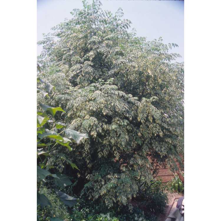 Melia azedarach 'Jade Snowflake' - variegated Chinaberry