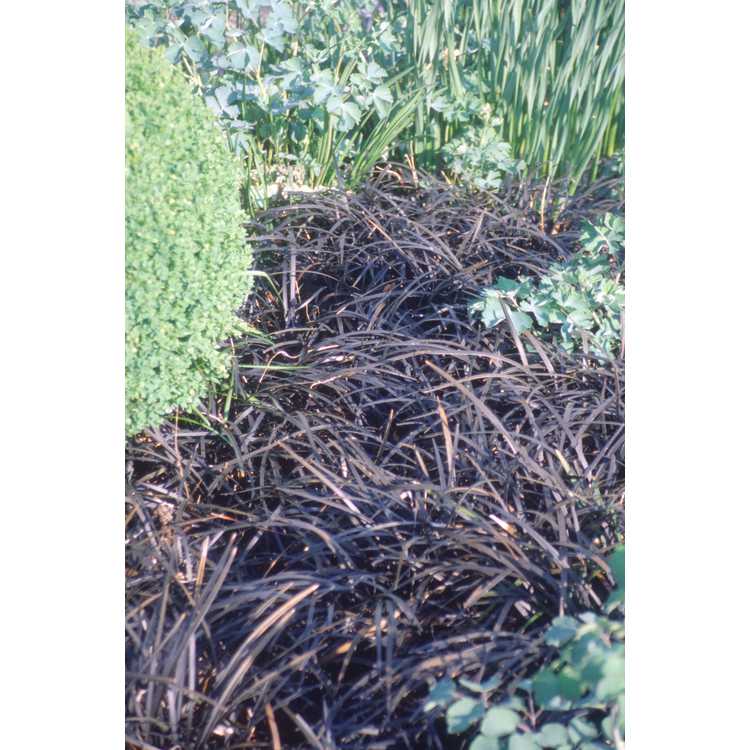 Ophiopogon planiscapus 'Kokuryu' - black mondo grass