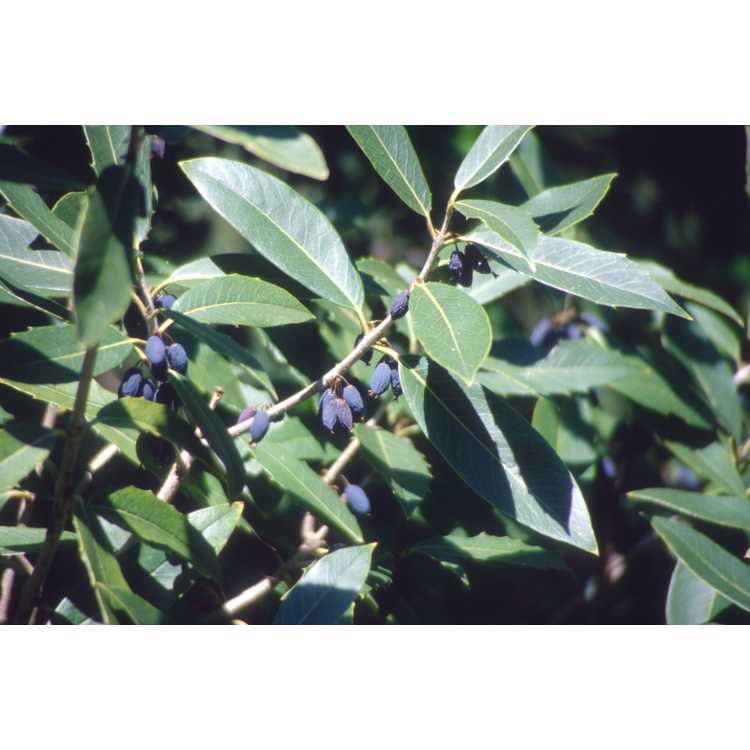 Osmanthus heterophyllus - holly tea-olive