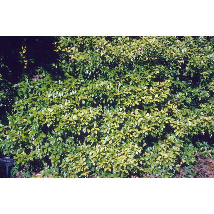 Osmanthus heterophyllus 'Ogon' - golden holly tea-olive