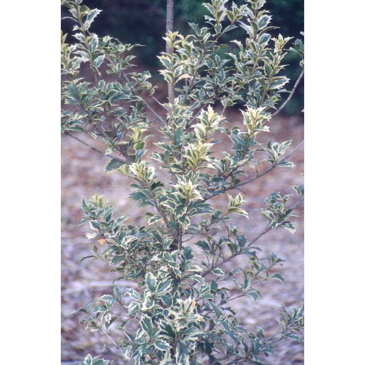 Osmanthus heterophyllus 'Variegatus' - variegated holly tea-olive