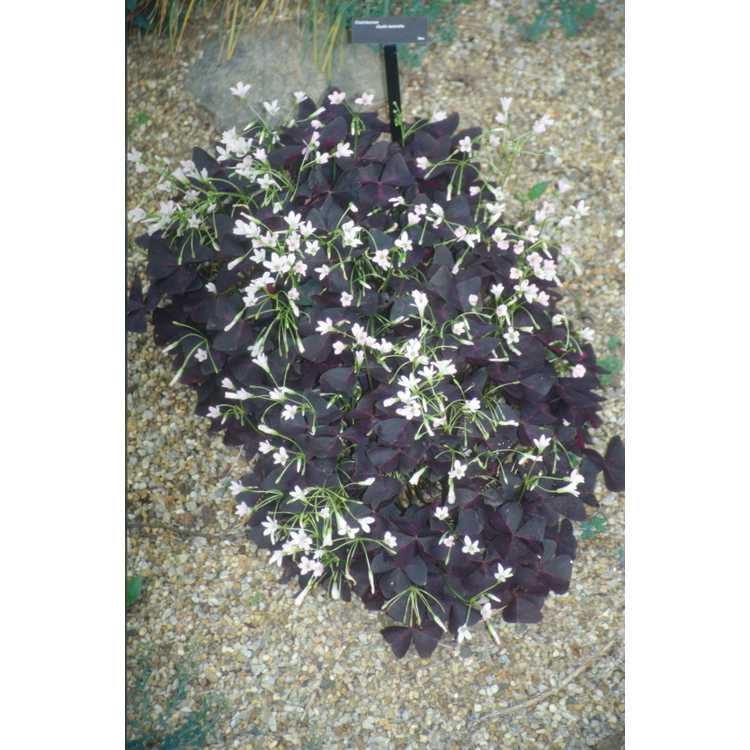 Oxalis triangularis subsp. papilionacea - purple shamrock