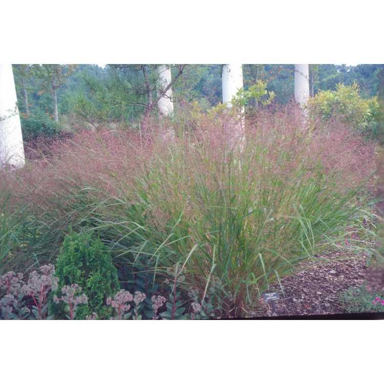 common switch grass