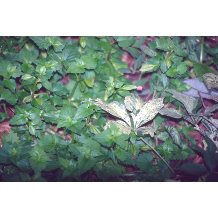 Parthenocissus quinquefolia 'Monham' - Star Showers variegated Virginia creeper