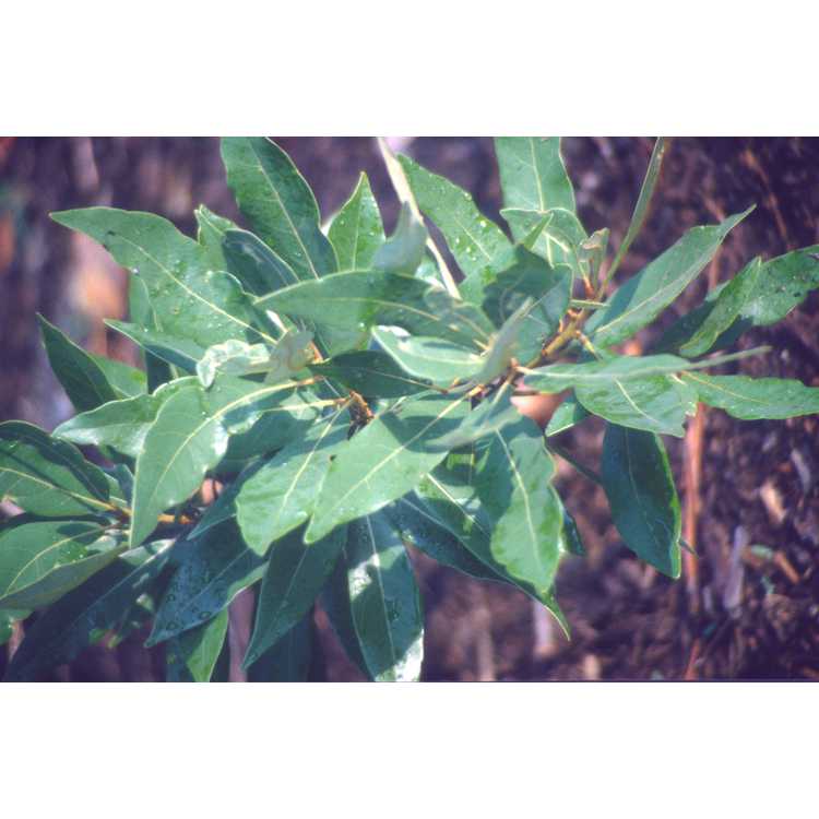 Persea borbonia - redbay