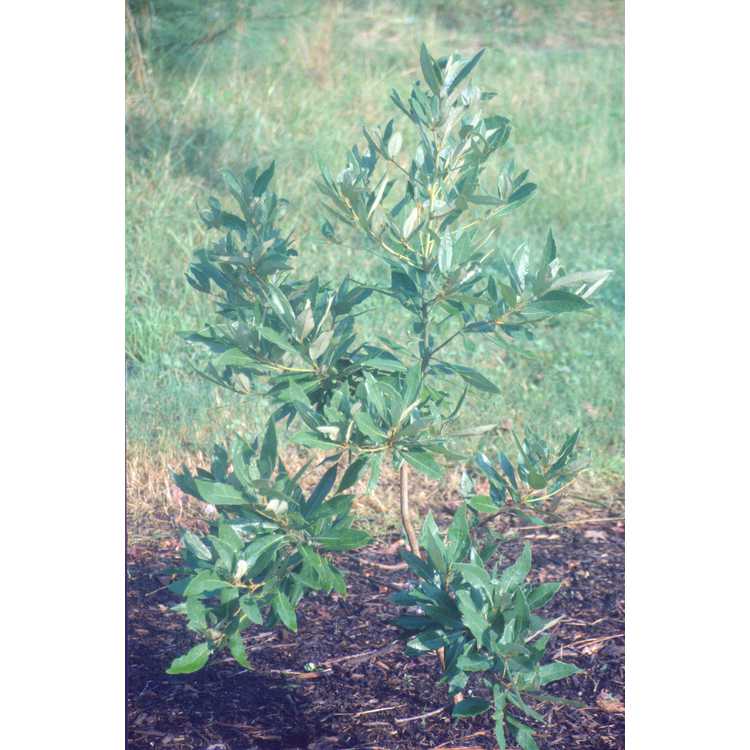 Persea borbonia - redbay