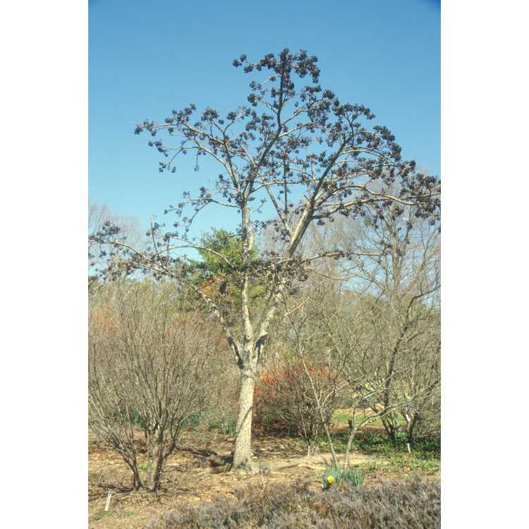 Phellodendron amurense - Amur corktree