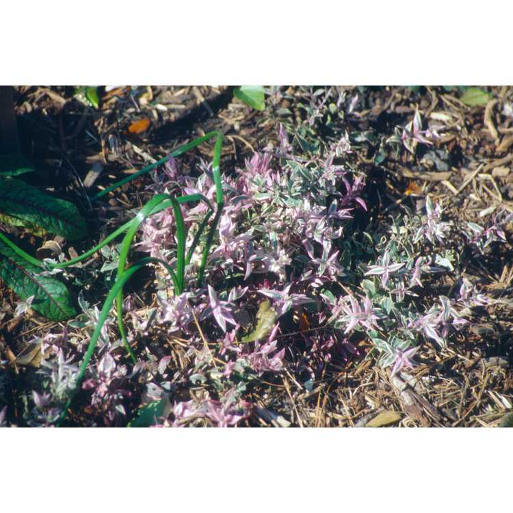 variegated woodland phlox