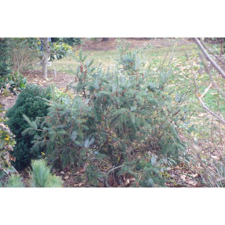 northern Sargent spruce