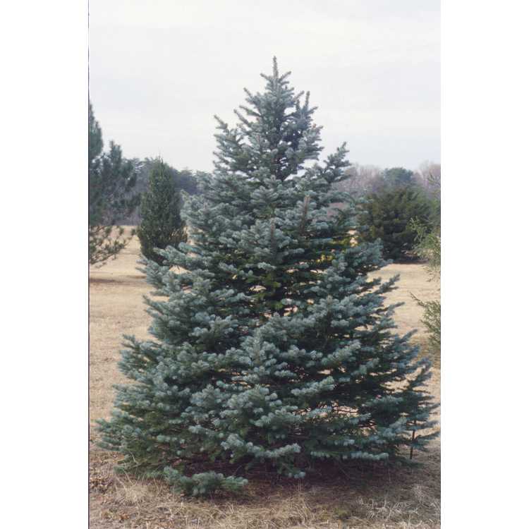 upright Colorado blue spruce