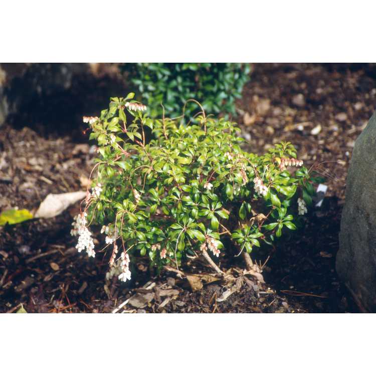 <em>Pieris japonica</em> 'Little Heath Green'