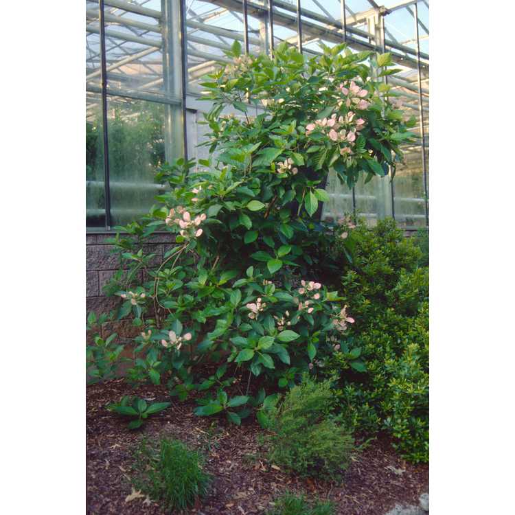 Pinckneya pubens - fevertree