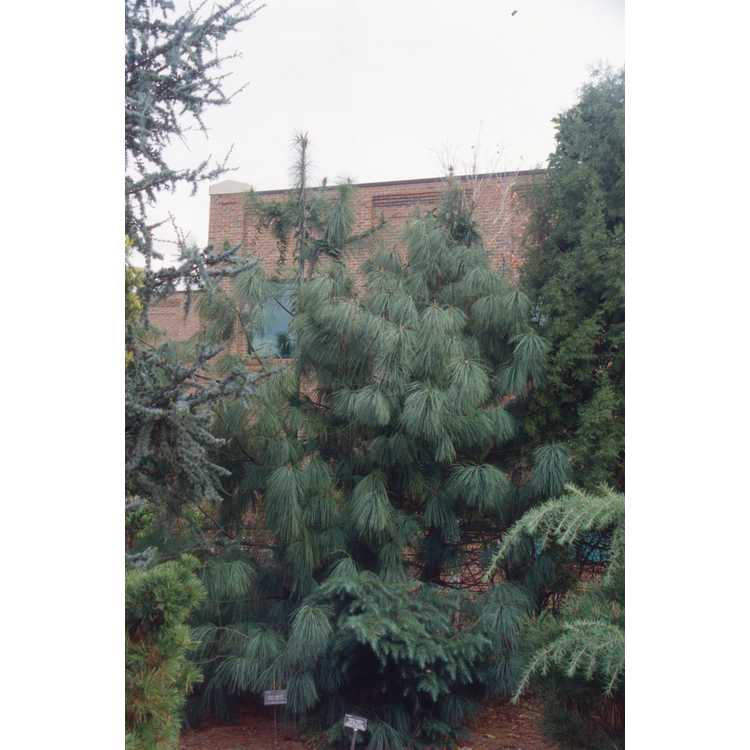 <em>Pinus armandii</em>
