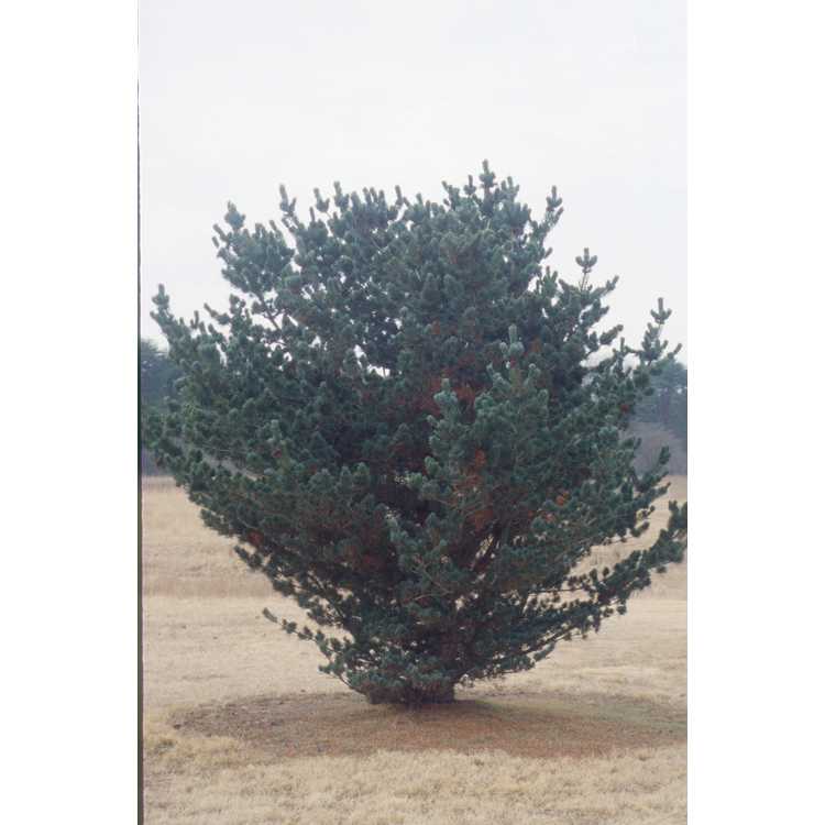 <em>Pinus parviflora</em> 'Glauca'