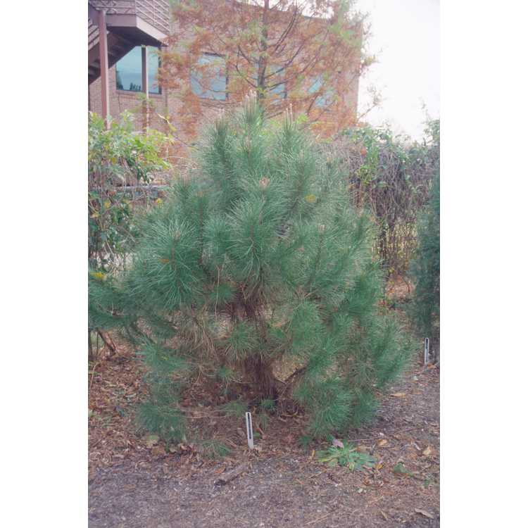 Pinus pinea