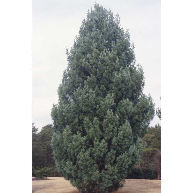 <em>Pinus strobus</em> 'Fastigiata'