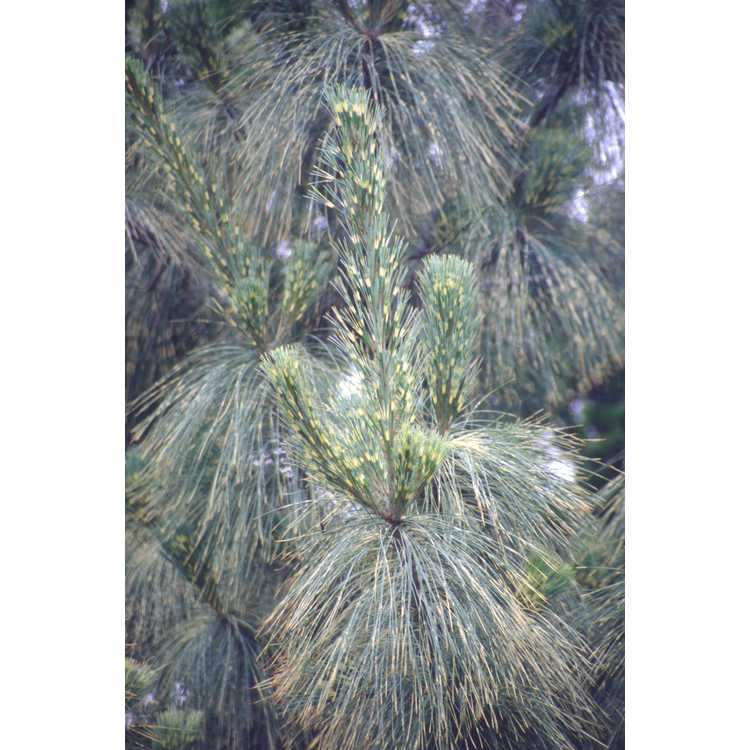 Pinus wallichiana 'Zebrina' - variegated Himalayan pine