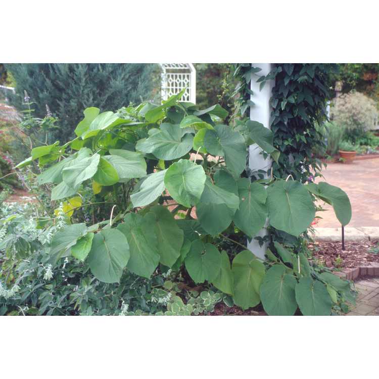 Piper auritum - root beer plant