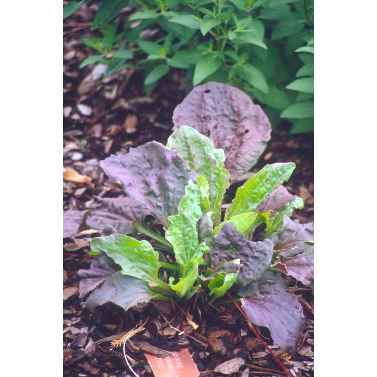 Plantago major 'Rubrifolia' - purple-leaf plantain