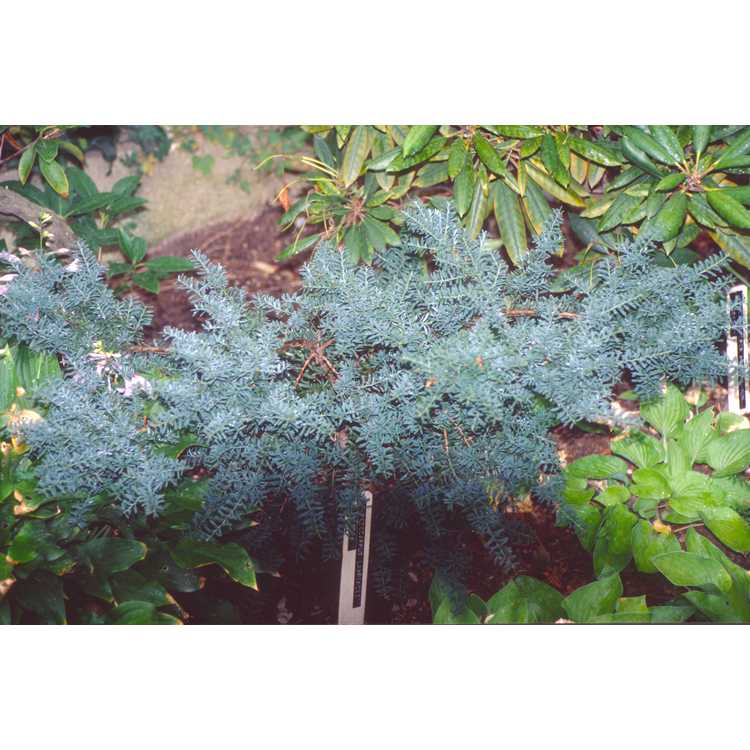 Podocarpus lawrencei - mountain plum-pine