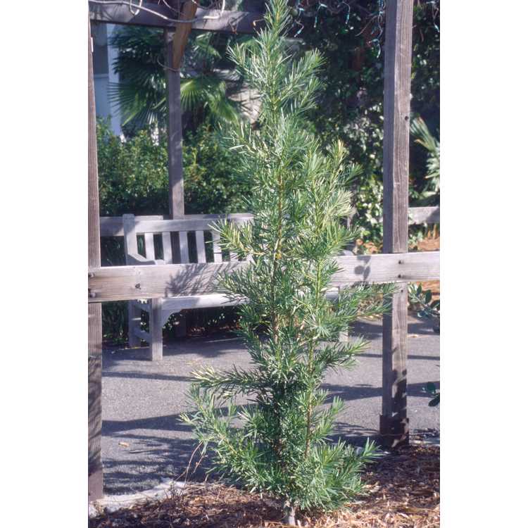 Podocarpus macrophyllus var. maki - Japanese yew-pine